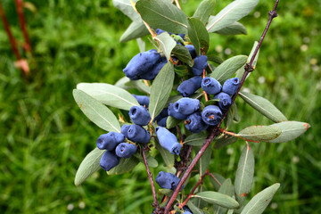 Canvas Print - Fresh ripe blue honeysuckle berries on the branch.