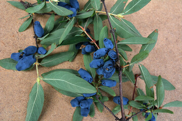 Canvas Print - Fresh ripe blue honeysuckle berries on the branch on old wooden table on a sunny day.