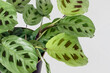 Green maranta leuconeura kerchoveana plant in pot with white background	
