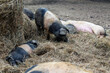 Schwäbisch hällische Schweine im Stroh, Weideschweine, Weidehaltung