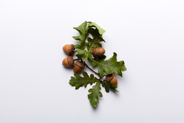 Wall Mural - branch with green oak tree leaves and acorns on colored background, close up top view