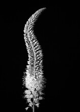 Beautiful Black And White Abstracted Backbone Foxtail Lilly (eremurus Robustus) On Black.