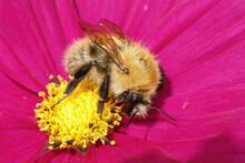 Closeup On An Unusual Colored Fluffy Yellow Queen Common Carder Bee , Bombus Pascuorum In A Brilliant Purple Cosmos Flower
