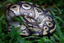 Ball Python Snake Close Up On Grass