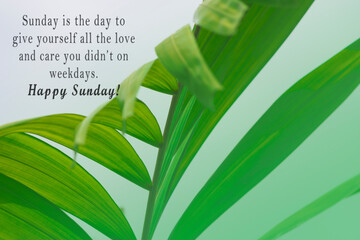Wall Mural - Motivational quote on palm leaves against white background. Sunday quote.
