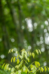 Wall Mural - The young shoots of the tree are light green with copy space