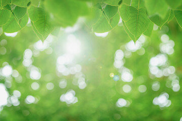 Wall Mural - Bodhi leaves and copy space