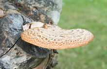 Dryads Saddle, Edible Bracket Fungus Common In UK