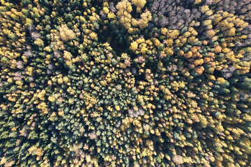 Wall Mural - yellow and green tree park