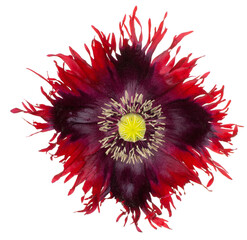 Wall Mural - poppy flower isolated