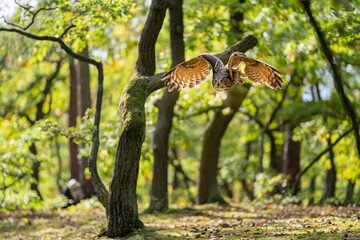 Wall Mural - Flying eagle owl in the sunny day in autumn forest . Bubo bubo
