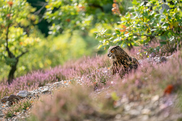 Wall Mural - Euroasian eagle owl shouting on the ground full of heather. Green leafy trees in the background, heather in a foreground. Bubo bubo.