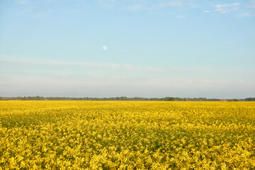 Wall Mural - Blooming rapeseed field on a clear sunny day. Soft sunset light, moon. Spring. early summer landscape. Agriculture, biotechnology, fuel, food industry, alternative energy, environment, nature