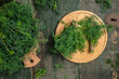 bunch of fresh organic dill on a cutting Board on dark background. Long banner format. top view
