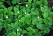 green leaves of wild strawberries in spring and flowers, plant atlas