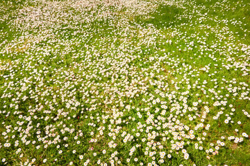 Sticker - White daisy flowers (Bellis annua), green grass. Blooming lawn in a city forest park. Soft sunlight. Spring, early summer. Nature, landscaping design, gardening, botany, peace and joy concepts