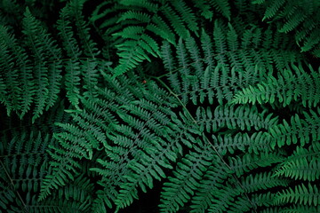  The background image that is green, dark green fern leaves, background dark green fern leaves used as wallpaper.