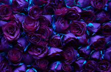 Dark Red Roses At Night Grunge Background