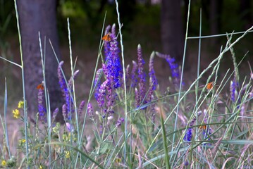 Wall Mural - Butterflies in the grass on flowers on a warm summer day. The rural thickhead, or yellow-ochre butterfly of the family Cerambycidae.