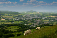 A View Of The South Wales Town Of Abergavenny. Shot Is Taken From The Top Of The Blorenge One Of The Black Mountains In The Are Of Monmouthshire On A Sunny Summer Day. Sheep And Lamb In Foreground
