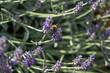 Bumblebee collects pollen on lavender