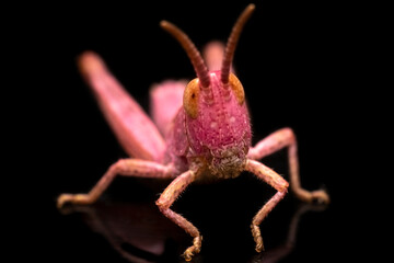 Sticker - Beautiful colorful pink Grasshopper on dark, small grasshopper sitting on a black background, side view close-up high resolution