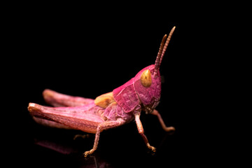 Sticker - Beautiful colorful pink Grasshopper on dark, small grasshopper sitting on a black background, side view close-up high resolution