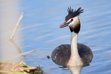 Wall Mural - Great crested grebe bird near the nest( Podiceps cristatus )