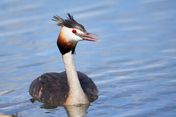 Wall Mural - Great crested grebe bird near the nest( Podiceps cristatus )