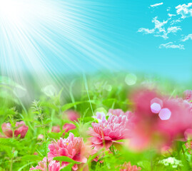 spring background with flowers