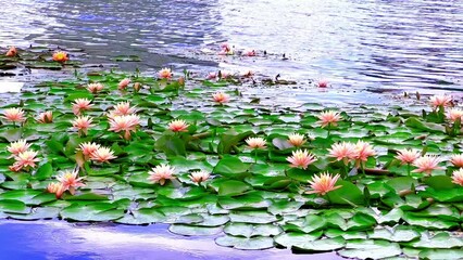 Canvas Print - Nymphaea Colorado flowers on the lake