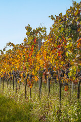 Poster - Weinreben im Herbst, Pfalz