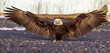 A bald eagle's wingspan often exceeds 7 feet.