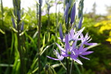 Fototapeta Tęcza - Large Camas is a native perennial herb that grows in central and northern California.