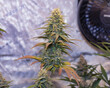 dosidos, do-si-dos, marijuana, pot, weed, dank, grow tent, medical marijuana, plant, tree, flower, pine, branch, macro