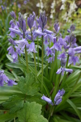 Wall Mural - Spanish Bluebells are fragrant, shade-loving flowers with arching stems and bell-shaped blooms.