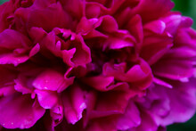 Close Up Of Pink Hydrangea Flower