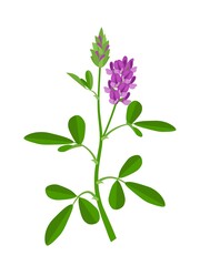 Wall Mural - Vector illustration of Alfalfa or Medicago sativa, isolated on white background.agricultural cultivation, agriculture, alfalfa, alfalfa leaf, alfalfa plant, alternative medicine, bloom, botany, cultiv