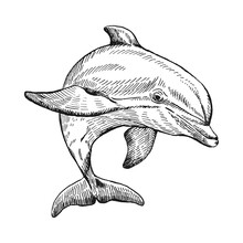 Hand Drawn Dolphin. Vector Illustration In Sketch Style. Jumping Dolphin Isolated On White Background.