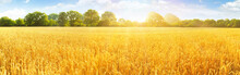 Wheat Field In Summer Near Sunset - Panorama With Trees