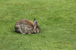 kleines Kaninchen auf der Wiese