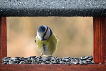 Wall Mural - The Eurasian blue tit sitting inside a wooden bird feeder, blurred background