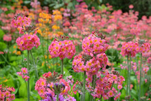 Colourful Pink Primrose 'Candelabra' Hybrids In Flower