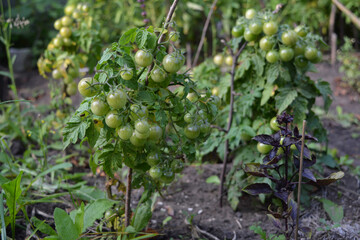 Tomato cherry bushes with green unripe mini tomatoes and purple basil in mixed landing in the garden