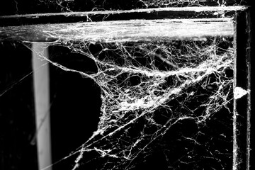 Wall Mural - spider web on a dark background
