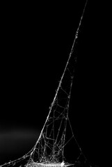 Wall Mural - spider web on a dark background