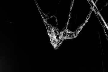 Wall Mural - spider web on a dark background