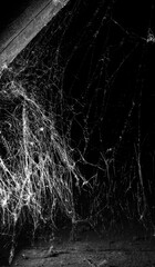 Wall Mural - spider web on a dark background