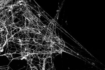 Wall Mural - spider web on a dark background