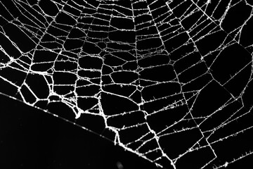 Wall Mural - spider web on a dark background